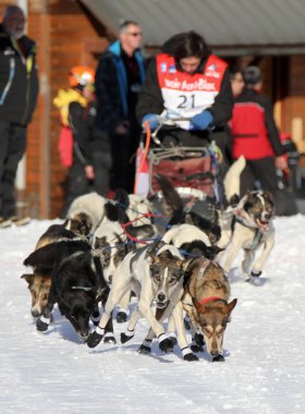 köpek kızağı yarış grande odysse 
