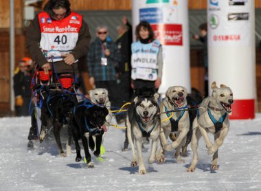 köpek kızağı yarış grande odysse 