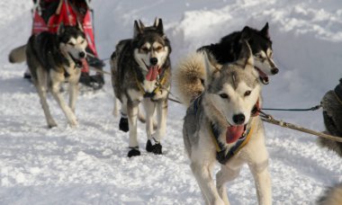köpek kızağı yarış grande odysse 