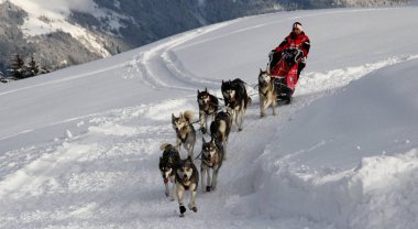 köpek kızağı yarış grande odysse 