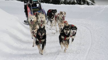 köpek kızağı yarış grande odysse 