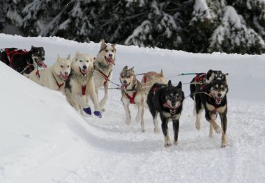 köpek kızağı yarış grande odysse 