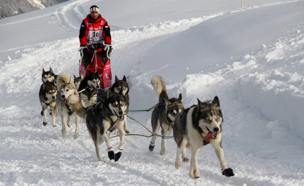 狗雪橇比赛的大奥德赛 — 图库照片
