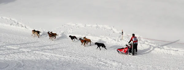 狗雪橇比赛的大奥德赛 — 图库照片