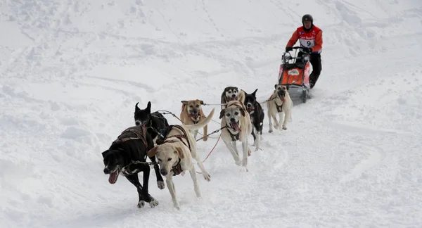 Cane Slitta Gara Grande Odysse — Foto Stock