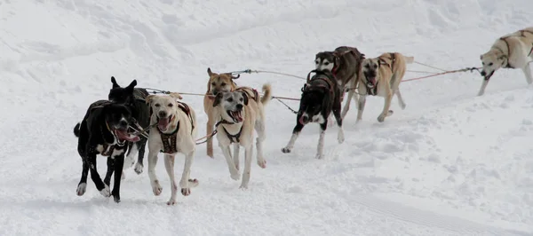 Cane Slitta Gara Grande Odysse — Foto Stock