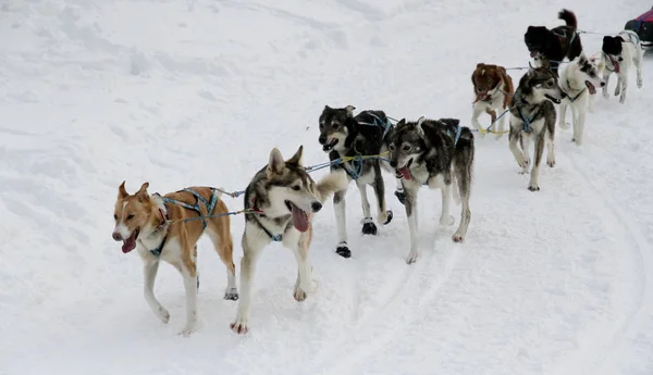 Cane Slitta Gara Grande Odysse — Foto Stock