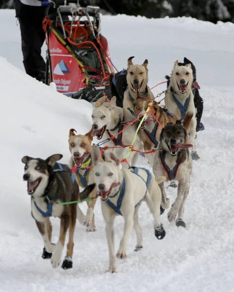 Cane Slitta Gara Grande Odysse — Foto Stock