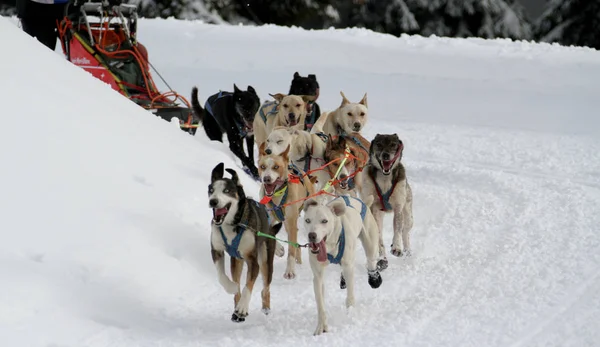 Cane Slitta Gara Grande Odysse — Foto Stock