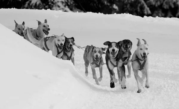 Dog Sled Race Grande Odysse — Stock Photo, Image