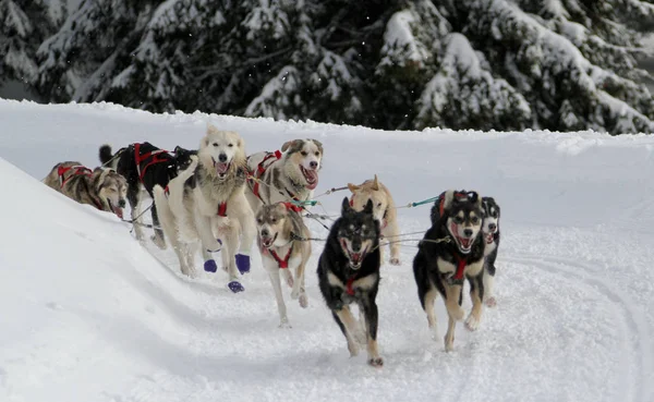 Cane Slitta Gara Grande Odysse — Foto Stock