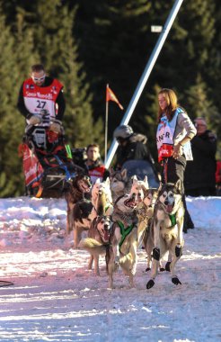 köpek kızağı yarış grande odysse 