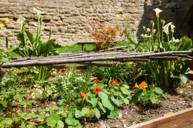 çiçek güzel güç