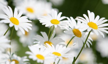 çiçek güzel güç