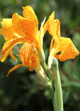 çiçek güzel güç