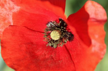 çiçek güzel güç