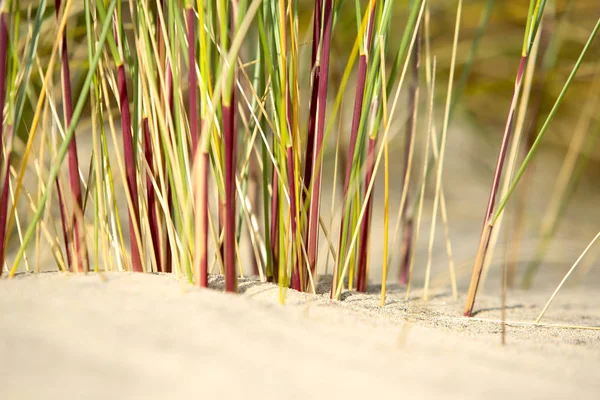 Die Schöne Kraft Der Blumen — Stockfoto