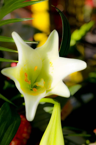 Beautiful Power Flowers — Stock Photo, Image