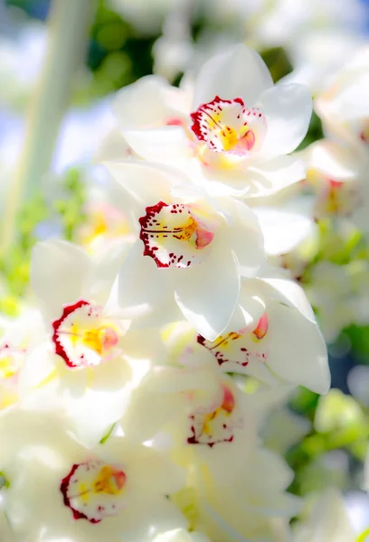 Beautiful Power Flowers — Stock Photo, Image