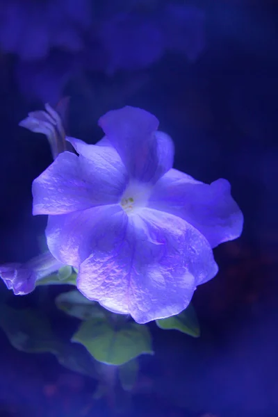 Hermoso Poder Las Flores — Foto de Stock