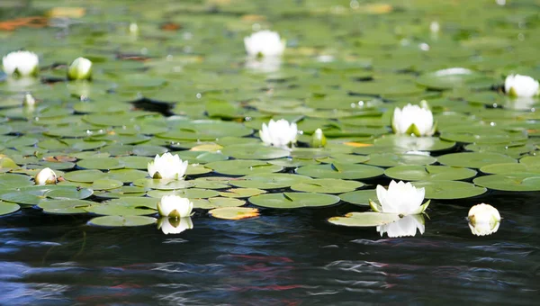 the beautiful power of the flowers