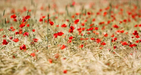 the beautiful power of the flowers