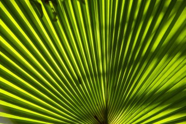 çiçek güzel güç