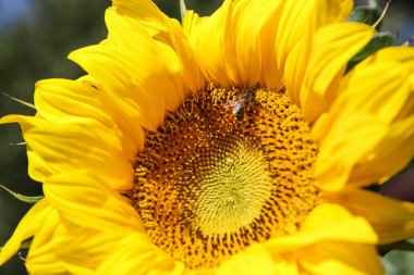 çiçek güzel güç