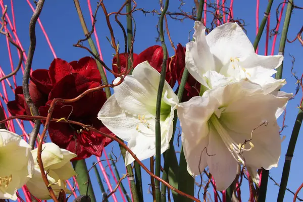 Krásná Moc Květin — Stock fotografie