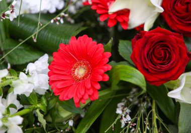 çiçek güzel güç