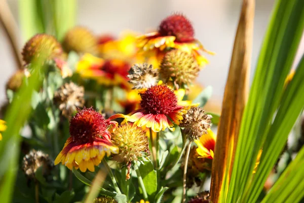 the beautiful power of the flowers