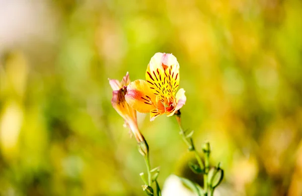 the beautiful power of the flowers