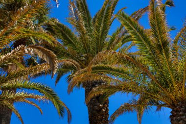 Carvoeiro 'dan Algar seco