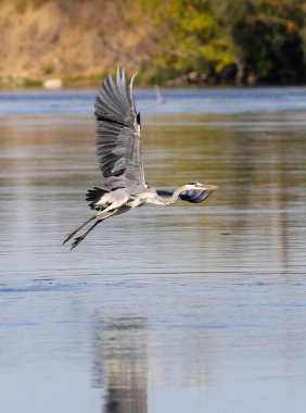vahşi gri balıkçıl