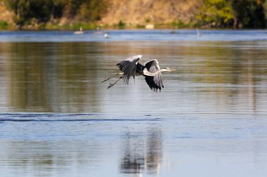 vahşi gri balıkçıl