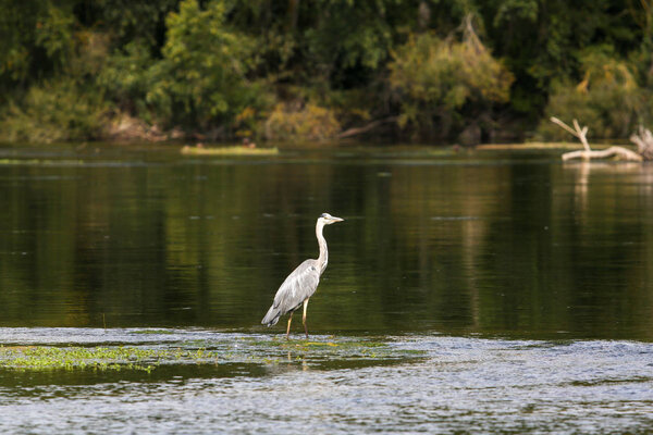 wild gray heron