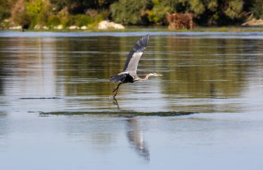 vahşi gri balıkçıl