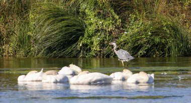 vahşi gri balıkçıl