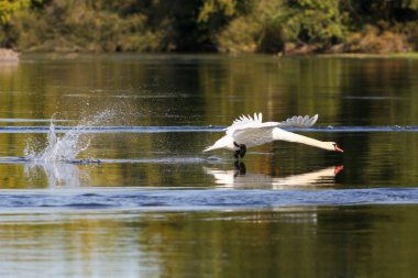 Loire vadisinde vahşi kuğular