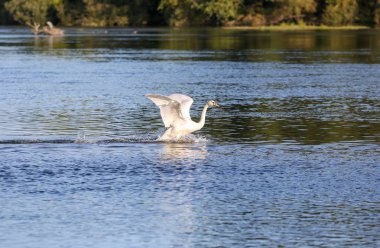 Loire vadisinde vahşi kuğular