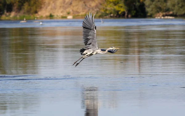 vahşi gri balıkçıl