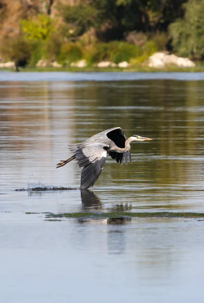 野生灰鹭 — 图库照片