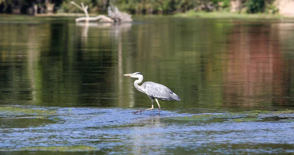 vahşi gri balıkçıl