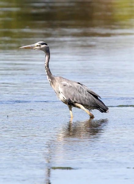 Wild grijze heron — Stockfoto