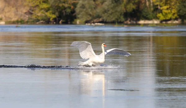 Loire vadisinde vahşi kuğular — Stok fotoğraf