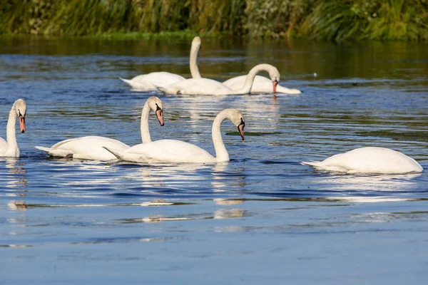 Wild swans in the Loire valley — Stock Photo, Image