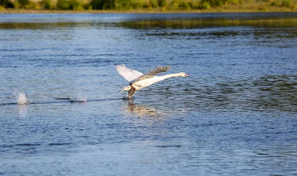 Loire vadisinde vahşi kuğular — Stok fotoğraf