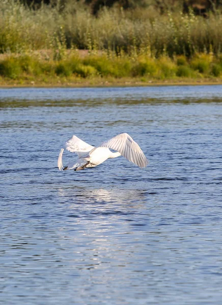 Cisnes selvagens no vale do Loire — Fotografia de Stock