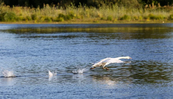 卢瓦尔河流域的野生天鹅 — 图库照片