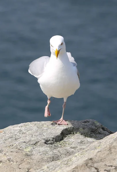 Landschaften Der Französischen Bretagne — Stockfoto